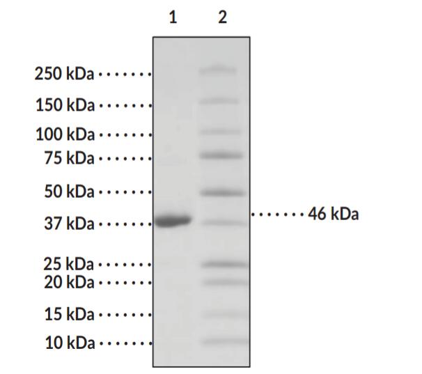 Representative gel image shown; actual puritymay vary between each batch.